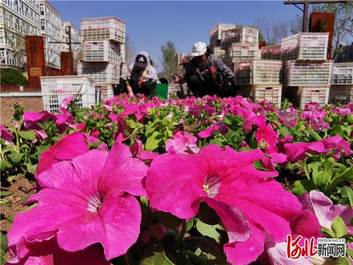 張家口工業文化主題公園 花草妝點忙，盛裝待客來
