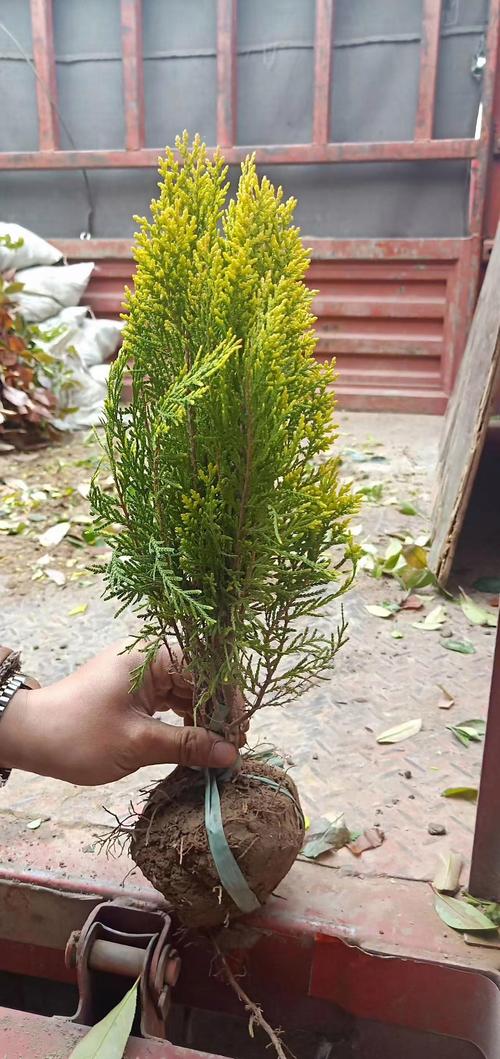 東北地區適合種植的樹木與花卉全指南 打造寒地花園的精選清單