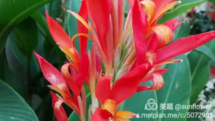 指尖留春 一位城市人的花果種植與手機攝影筆記