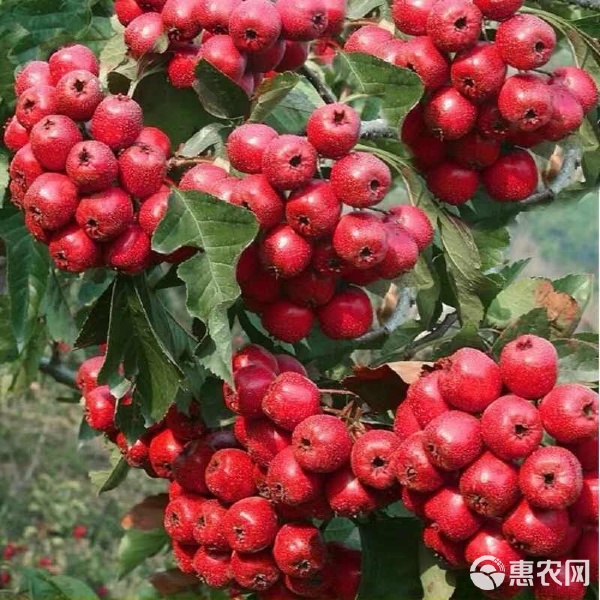 帶花帶果盆栽山楂 矮化南北方耐寒種植，甜紅子盆景養護全指南