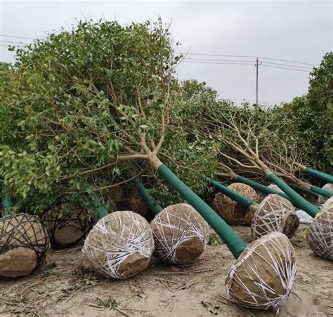 北方庭院適合種什么？十大耐寒苗木花卉排名及種植指南