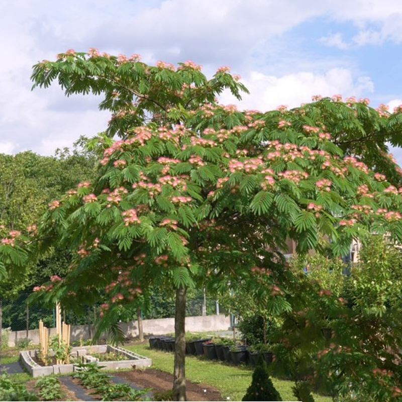合歡、芙蓉與銀葉金合歡 庭院樹種的南北種植指南