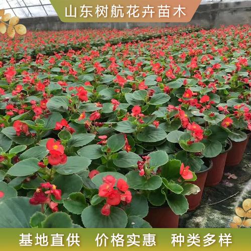 四季海棠基地種植指南 樹航花卉四季海棠小苗的培育與栽培
