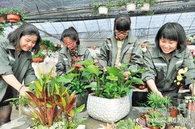 花卉工證報考全指南 時間、流程與樹木種植核心要點解析